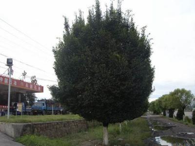 圓冠榆葉片脫落什么原因，怎么辦