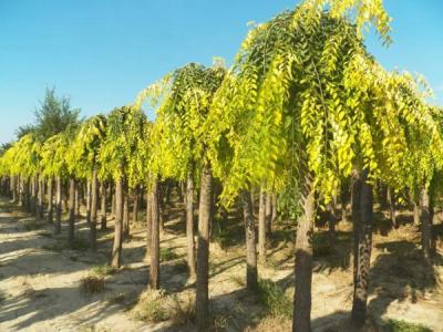 金葉垂榆小苗可以去哪里購買,品質如何