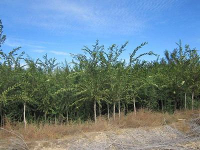 長枝榆常見的病蟲害是什么,怎么處理