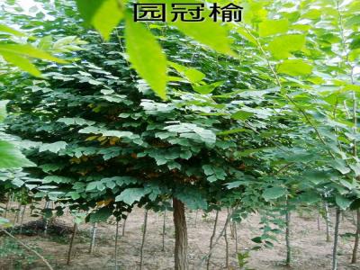 市面上3公分圓冠榆小苗的市場價格是多少？