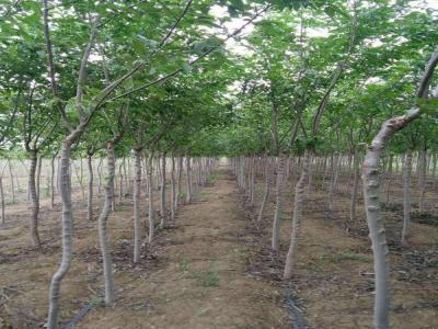 長枝榆有著什么樣的生長特點(diǎn),如何合理養(yǎng)護(hù)呢