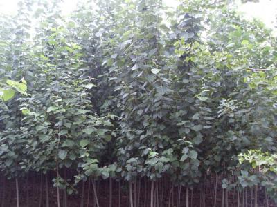 毛白楊的長什么樣子,有什么特點(diǎn)?