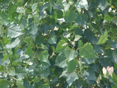 毛白楊在我國受歡迎的原因是什么,優點有哪些?