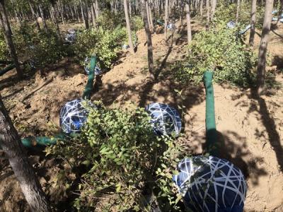 圓冠榆嫁接時砧木如何選擇?