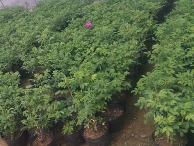 四季玫瑰去哪買,價格是多少