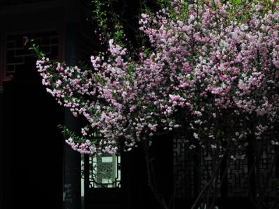 西府海棠的規格,尺寸以及價格最新報表