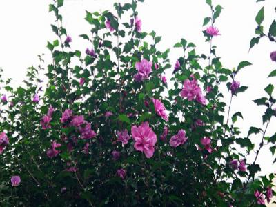 木槿花什么顏色,什么時(shí)候開