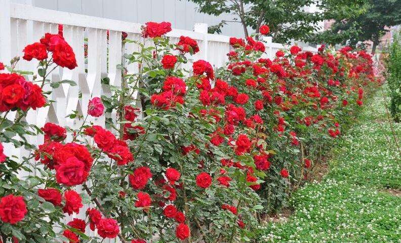紅帽月季 紅帽月季