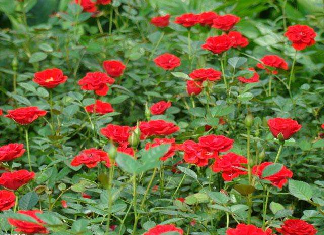 紅帽月季 紅帽月季