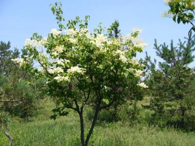 暴馬丁香種子如何保存,怎么播種 ?