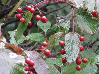 天目瓊花有什么象征意義？