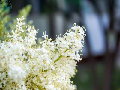 暴馬丁香的生長和栽培過程需要注意些什么 ?