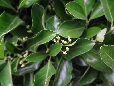 大葉黃楊的水肥管理和養護過程之中需要注意哪些細節 ?