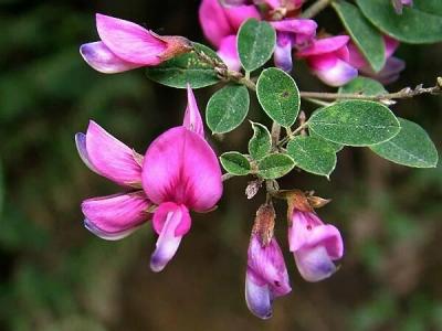 胡枝子的花語是什么?