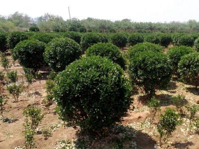 大葉黃楊小苗應該去哪里購買比較好 ?