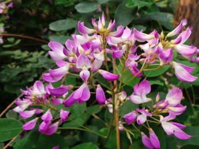 胡枝子有哪些作用和功效 ?