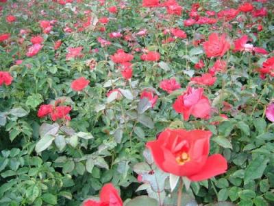 紅帽月季種子和小苗去哪里購買?