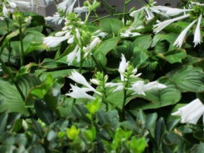 白玉簪的栽培和養護需要注意些什么 ?