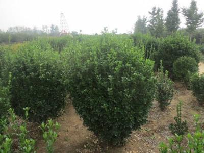 大葉黃楊的風水寓意是什么 ?