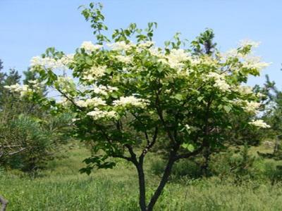 暴馬丁香可以長(zhǎng)多高 ?