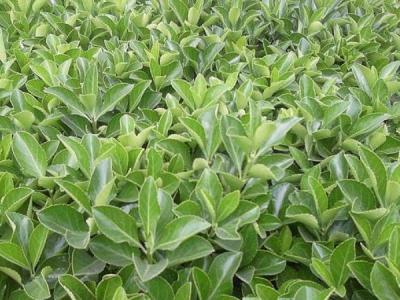 為什么自己家里并不推薦大家種植大葉黃楊 ?