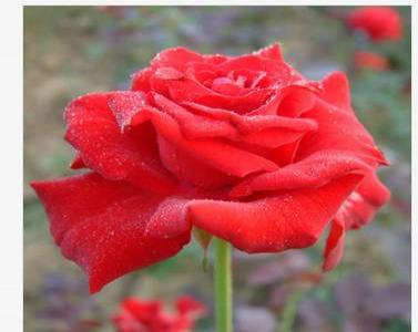 紅帽月季是爬藤植物嗎?