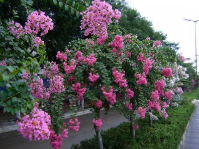 為什么紫薇會(huì)成為很多文人墨客筆下的選擇 ?