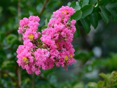 紫薇的花語是什么代表了什么 ?