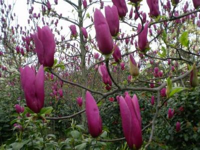 兩公分紅玉蘭小苗的市場(chǎng)價(jià)格是多少?