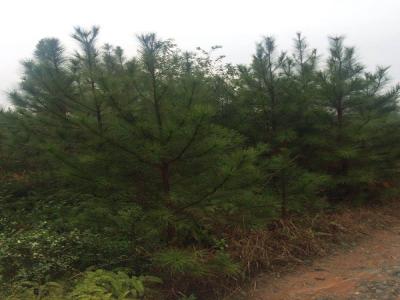 白皮松小苗應該去哪里買 ?