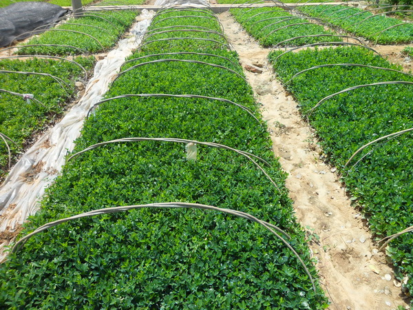 1619874043578939.jpg 70b3b35fe8adc93b.jpg