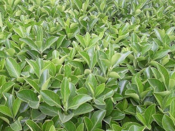 1619874072378966.jpg c0166bb4e6ff93e3.jpg