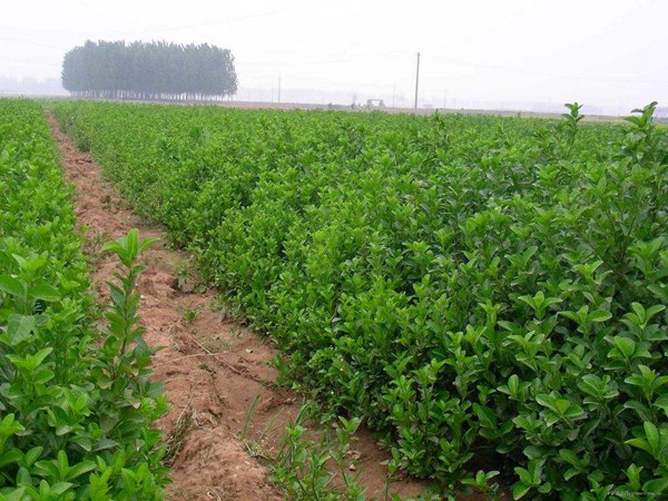 1619874122696624.jpg c23ce099f6b65ae0.jpg