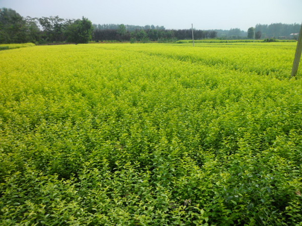 1619875282565591.jpg a364993aafe243f7.jpg