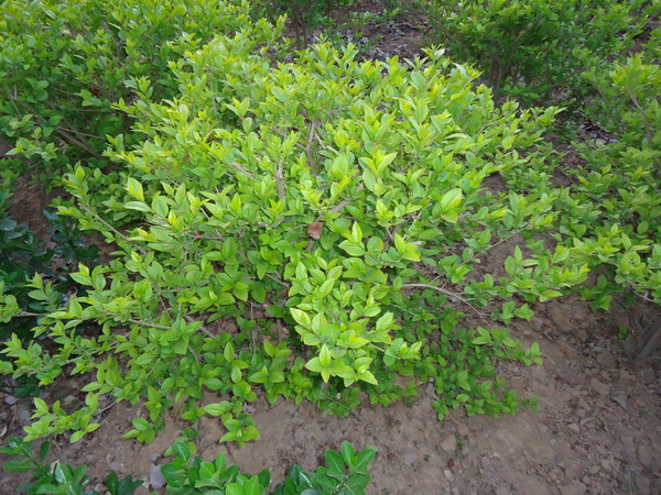 1619875329406204.jpg 07810b93a594325d.jpg