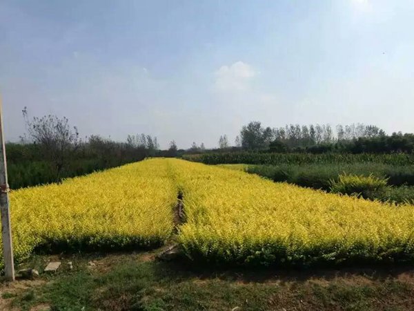 1619875460600893.jpg 8f9b0a135c678704-1.jpg