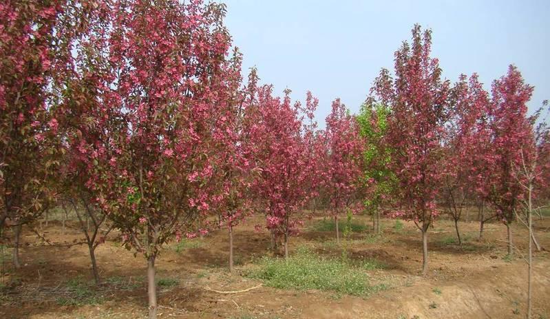 1619965768709849.jpg 25c9a7b83d3a5152.jpg