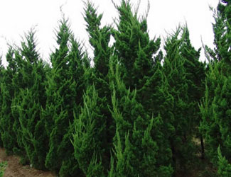 1619966048769269.jpg ead7e46780b04d52.jpg