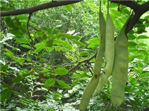 1619966203330208.jpg 563e6f132ecda597.jpg