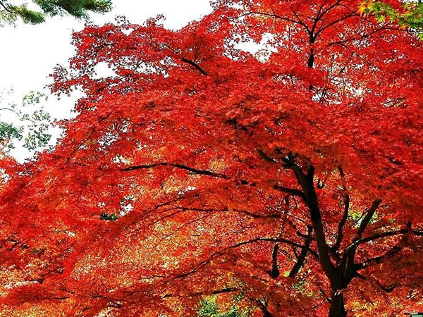 1619966603204813.jpg d45781f0a01b59e9.jpg