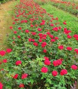 1620029986959040.jpg e67313aa3e766129.jpg