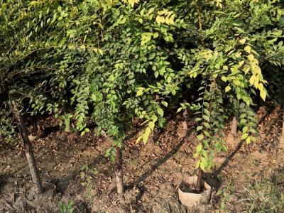 金葉榆容器苗是什么樣的?