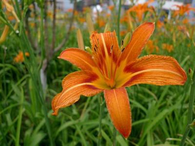 大花萱草耐寒嗎,能在戶外過冬嗎?