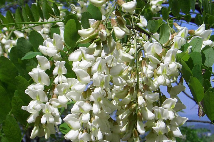 刺槐種子 刺槐種子