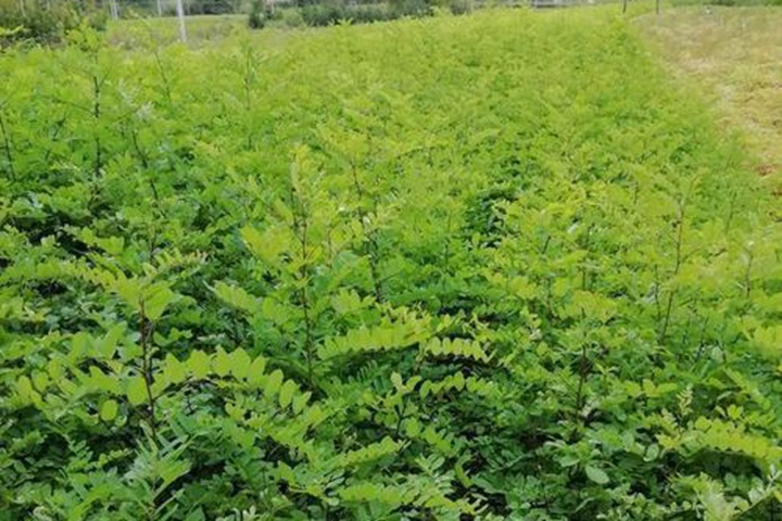 刺槐種子 刺槐種子