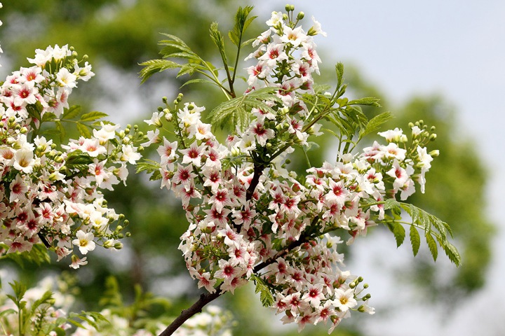 文冠果種子價格及種植方法 文冠果種子價格及種植方法