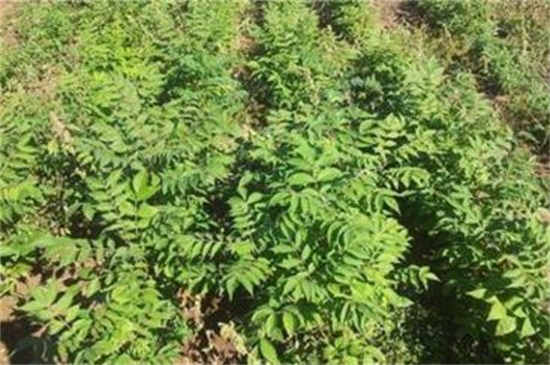 皂角種子怎么種,浸種催芽后進行播種