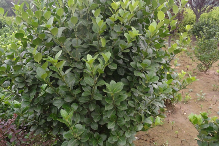 水蠟樹苗 水蠟樹苗