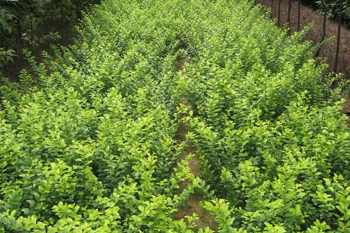 水蠟樹苗 水蠟樹苗