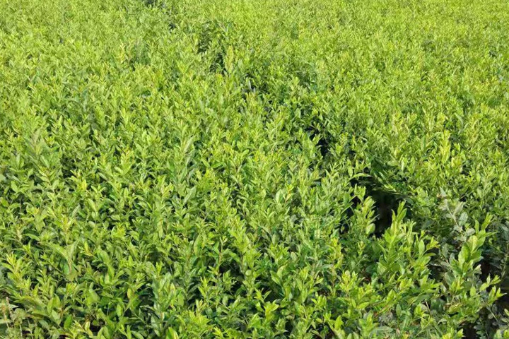 水蠟樹苗 水蠟樹苗